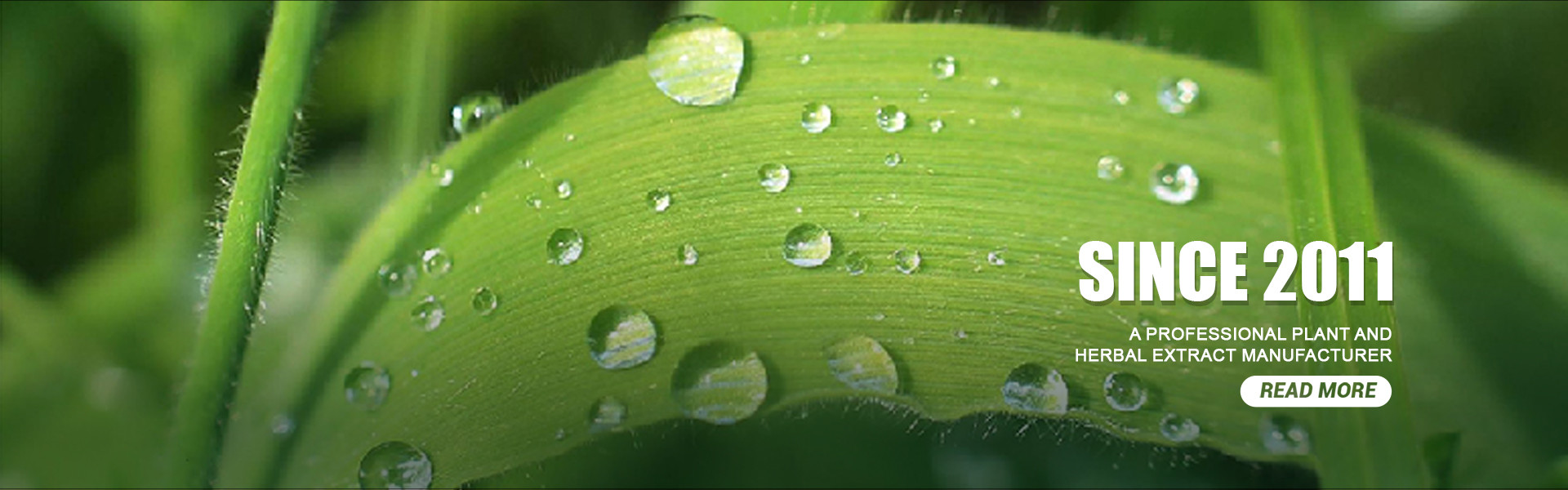 品質 植物エキスパウダー 工場